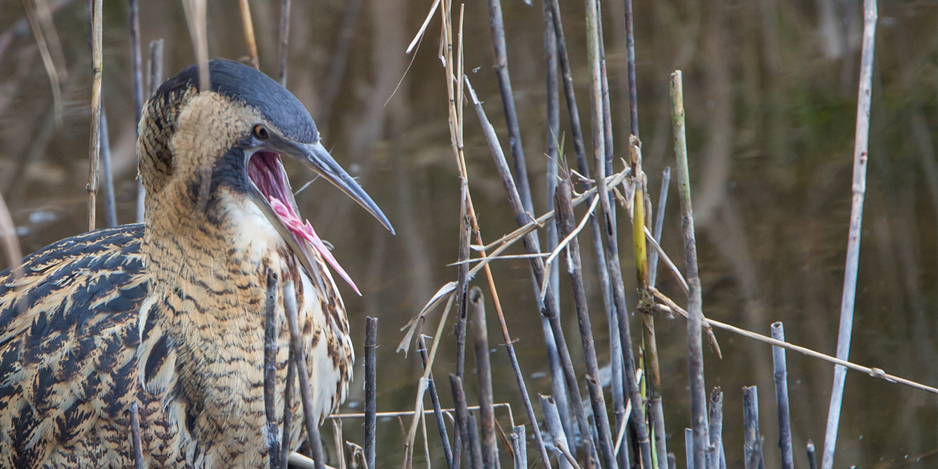 Découverte des oiseaux d'eau hivernants